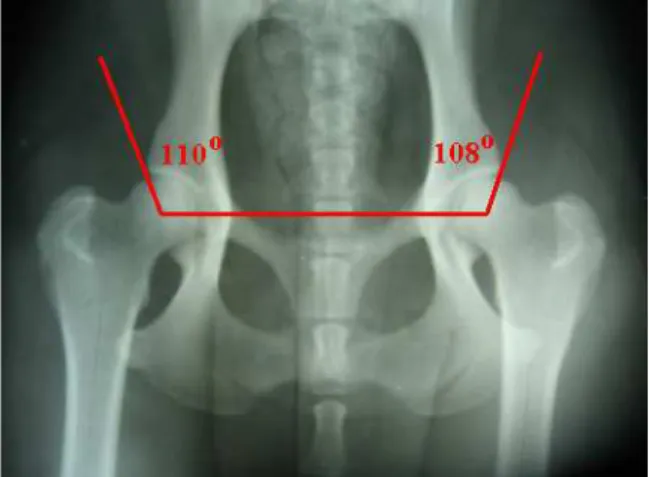 Figura  4-  Radiografia  ventro-dorsal  da  pelve  de cão da raça Labrador Retriever, ilustrando  a mensuração dos ângulos de Norberg direito  (110°) e esquerdo (108°)