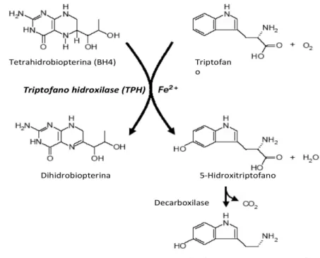 Figura 4. Síntese de serotonina pela enzima TPH – Esquema adaptado e traduzido de: 