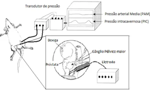 Figura 9:  Esquema do modelo usado de avaliação da função erétil em  ratos anestesiados