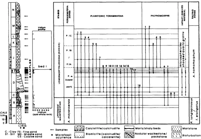 Fig.  4.  Litho-  and  chemostratigraphy  (iridium)  and  distribution  of  microfossils  across  the  measured  K-T  boundary  section  in  the  Poty  Quarry