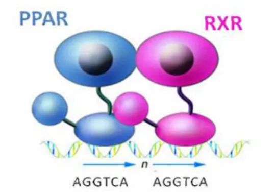 Figura 2. Heterodímeros PPAR-RXR se ligam a sequências específicas de DNA no promotor de genes- genes-alvo (Glass et al, 2006)