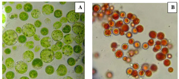 Figura  4.  Diferentes  formas  encontradas  da  célula  da  microalga  Haematococcus 