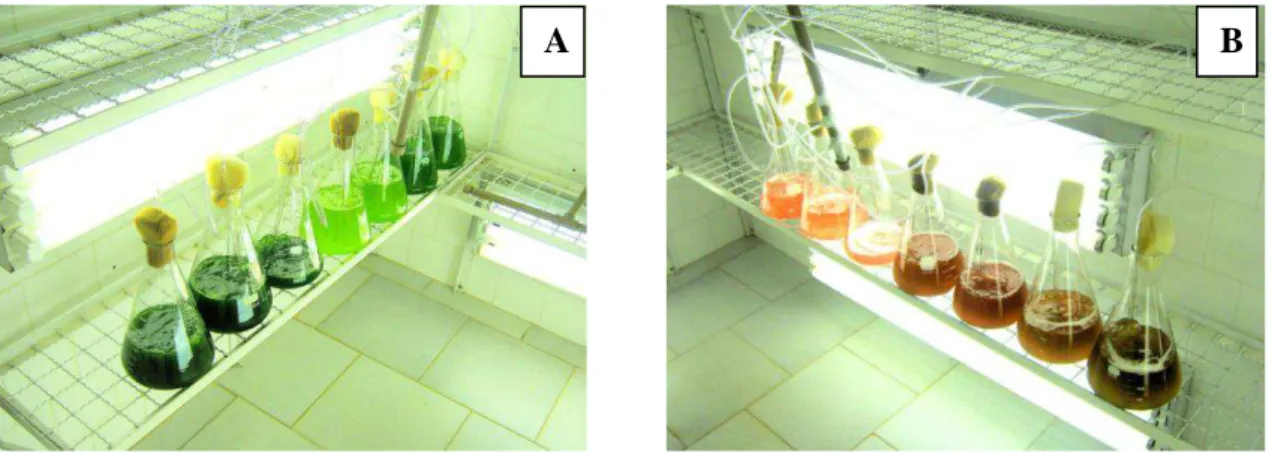 Figura  5.  Vista  do  cepário  onde  foram  mantidas  as  microalgas  Ankistrodesmus 