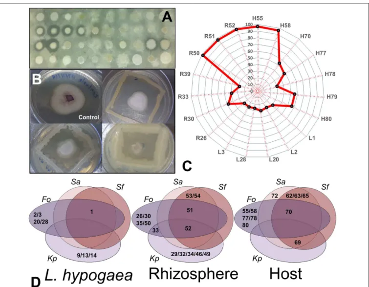 FIGURE 4 | Analysis of inhibition of entero- and phytopathogens. (A) Profile of growth inhibition of isolates regarding the target S