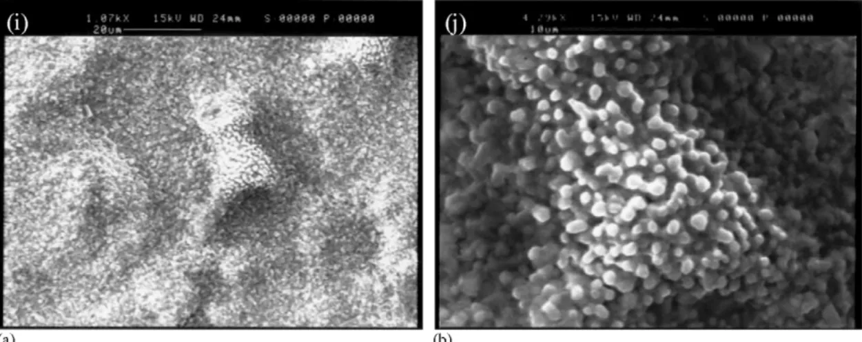 Fig. 4. Outer surface of the oxide film formed on AISI 439 oxidised at 950 ◦ C: (a) in air and (b) in air + H 2 O.