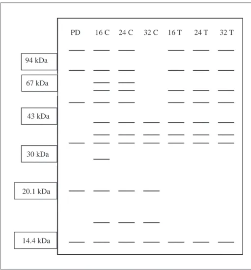 Table 1. Total proteins (mg/ml) of extracts of Metarhizium anisopliae obtained by extraction with