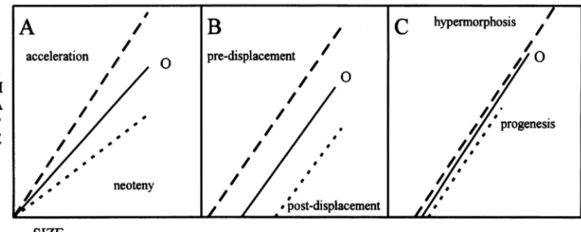 FIG.  2.-Pure  heterochrony  models  for  the  comparison  between  ontogenetic  trajectories