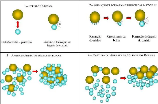 Figura 2: Fenômenos de colisão e adesão (1), formação de bolhas (2), aprisionamento de bolhas (3) e captura de  partículas e agregados por microbolhas (4) 