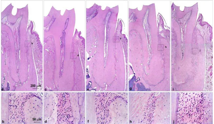 Figure 3. Absence of pathological changes in dental and periodontal tissues in control group