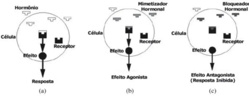 Figura 2.9- Disfunções endócrinas: a) resposta natural, b) efeito agonista, c) efeito  antagonista