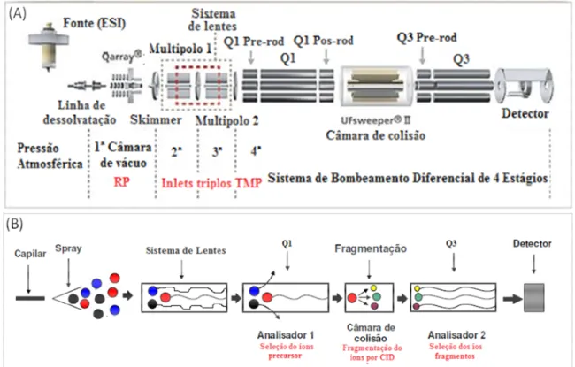 Figura 8: Esquema do espectrômetro de massas modelo de triplo quadrupolo (A) e modo de seleção de íons pelos analisadores de massas (B).