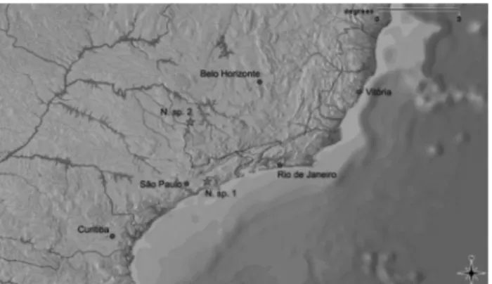 Figure 1 - A) Neoplecostomus sp. 1, CP = 102.2 mm, collected in the Paraitinguinha stream, Salesópolis, SP, NUP6103; B) Neoplecostomus sp