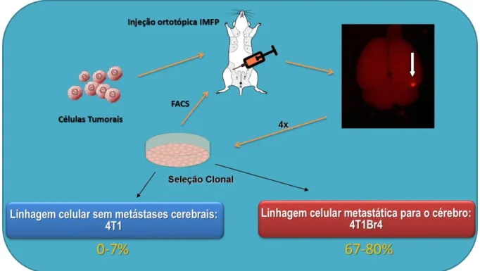 Figura 13  –  Seleção da linhagem de células de tumor de mama murino 4T1Br4. 