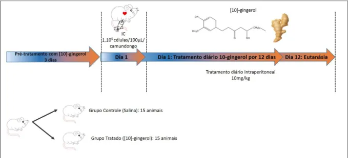 Figura  19  -  Protocolo  do  modelo  de  metástase  experimental  com  pré-tratamento  com  [10]- [10]-gingerol