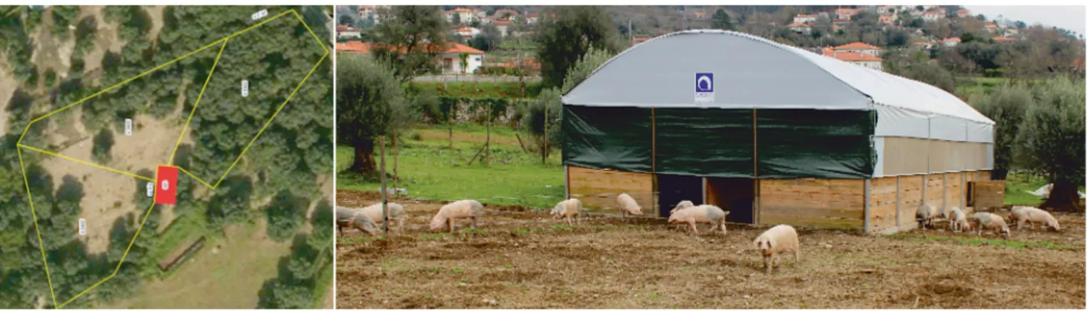 Figure 1. Hoop barn with outdoor access developed and tested for Bísaro pig (Araujo et al