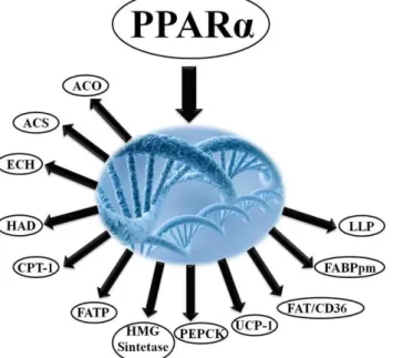 Figura 01. Proteínas que possuem sua transcrição gênica estimulada pelo PPAR- α. 