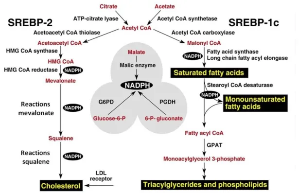 Figura  02.  Genes  regulados  pelo  SREBP-2  e  SREBP-1c.  O  Diagrama  mostra  os  principais  intermediários  metabólicos  nas  vias  para  a  síntese  de  colesterol,  ácidos  graxos  e  triglicerídeos