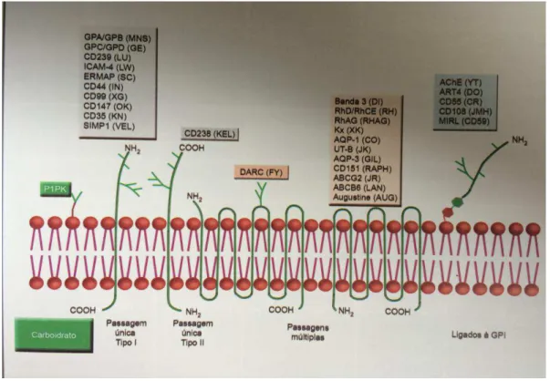 Figura 1 - Os componentes da membrana das hemácias que expressam os antígenos.  Castilho, L, Junior, JP, Reid, ME, 2015