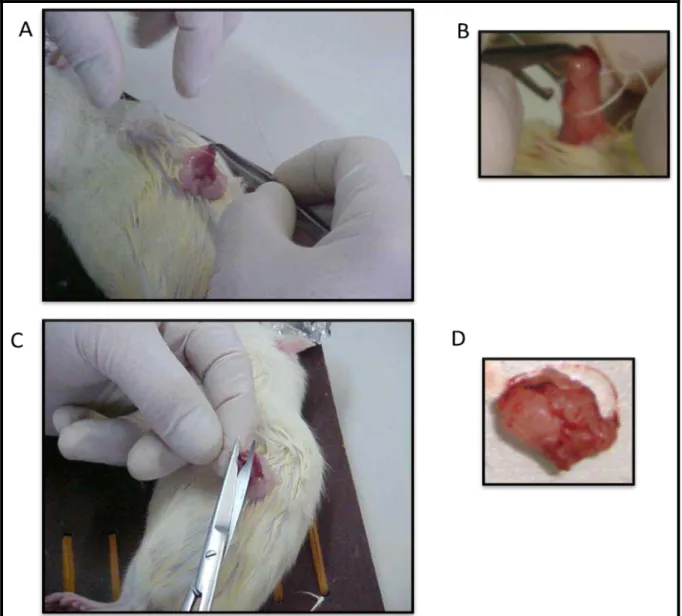 FIGURA  03.  Procedimentos  cirúrgicos  da  ovariectomia.  (A)  Incisão  lateral  e  exposição  dos  ovários