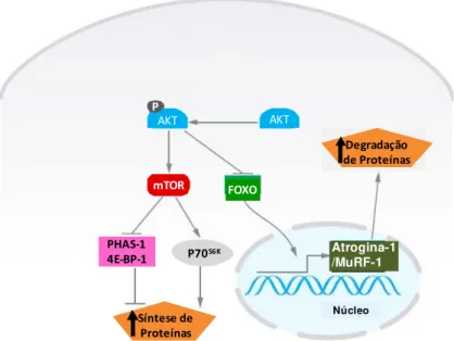 Figura 9. A via AKT/FOXO. Quando a via de sinalização AKT/mTOR é ativada, a AKT é fosforilada  forforilando o FOXO, o que impede sua entrada no núcleo