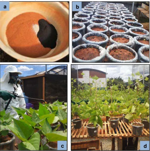 FIGURA  2  –  a)  Processo  de  mistura  dos  biocarvões  com  o  solo;  b)  vasos  com  os  tratamentos  aplicados  e  plantio  realizado;  c)  controle  de  pragas;  d)  vista  geral  do  experimento com as plantas antes do corte