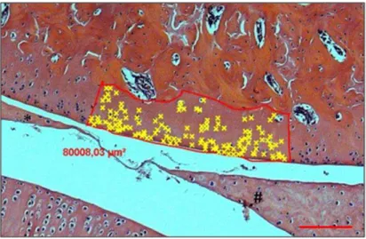 Figura 4: Fotomicrografia de um campo do  côndilo medial do fêmur localizado entre  os  cornos  anterior  e  posterior  do  menisco  medial  -  Lâmina  corada  com  H&amp;E  pertencente a um dos animais do grupo controle intacto 8 semanas -  Representa com