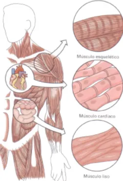 Figura 1 – Tipos de Músculo (Junqueira &amp; Carneiro,1999,  p. 159) 