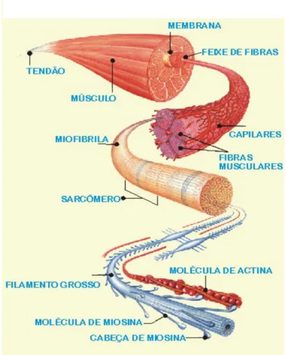 Figura 2  - Esquema de estrutura geral do músculo. 