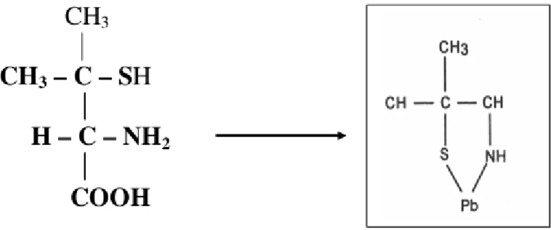 Figura 2. Estrutura química do D-Penicilina e quelação do chumbo. 