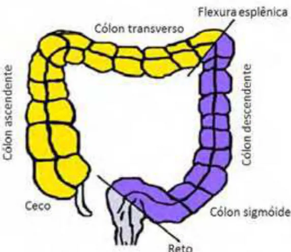 Figura 2. Anatomia colorretal evidenciando as três regiões de origem dos tumores.  Câncer de cólon proximal (originados próximos à flexura esplênica: ceco, cólon  ascendente e cólon transverso), Câncer de cólon distal (localizados distalmente à flexura  es