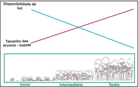 Figura  10  –  Estágios  sucessionais  na  Floresta  Decídua  do  Parque  Estadual da Mata Seca 