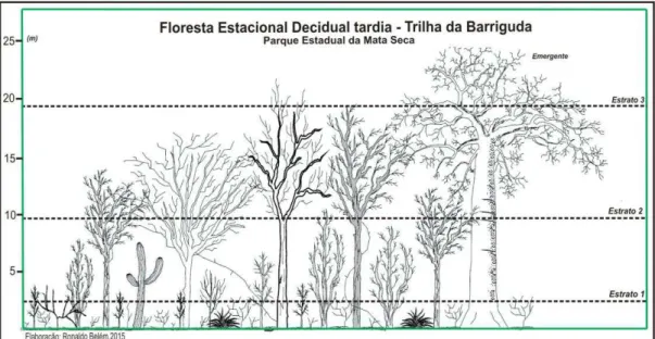 Figura  11  –  Perfil  representando  os  três  estratos  verticais  da  Floresta  Estacional Decidual tardia do Parque Estadual da Mata Seca 