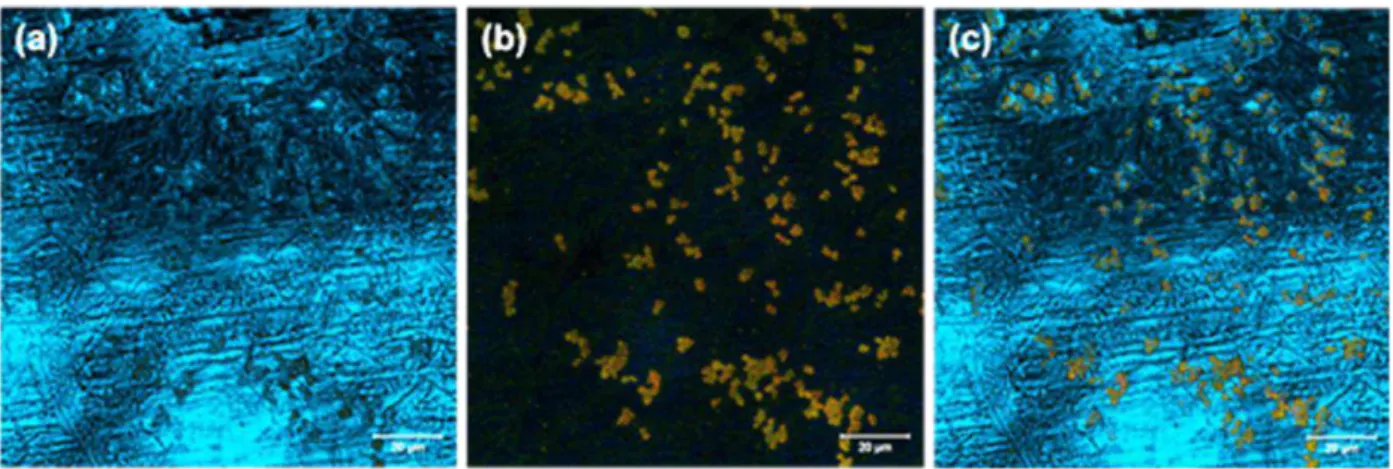 Figure 2 - Biofilms of S. mutans on metallic sample with 7days, after PDT treatment: (a)  Confocal reflection imaging, the image show the appearance of the metal surface,  indicating the presence of S