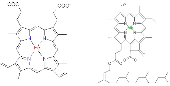 Figura 1.9 Estrutura de uma metaloproteína com grupo heme, hemoglobina e clorofila  a (http://www.scientificpsychic.com/health/vitaminas-y-minerales.html)