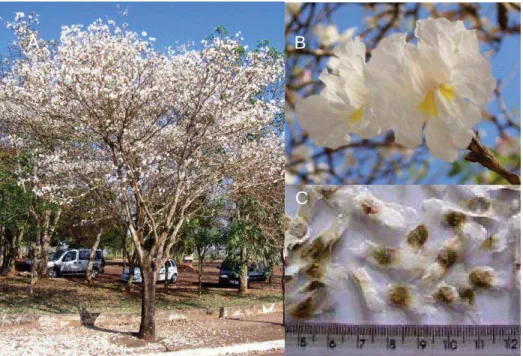 Figura 1. Aspecto visual de uma planta adulta (A), de um ramo com flores (B) e de  sementes (C) de Ipê-branco (foto: Leticia C