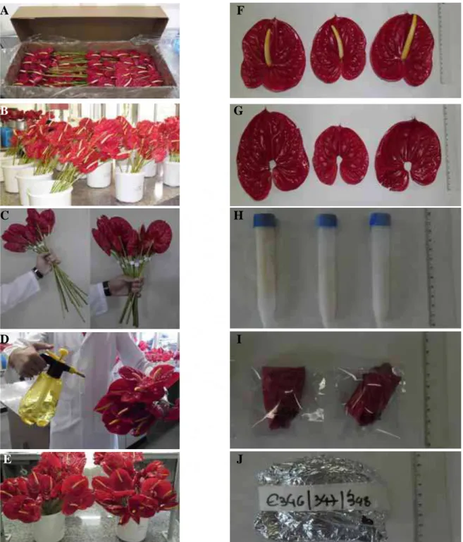 Figure 1: A-After transport, B- After 2 cm re-cut, C-30 cm standardized stem length, D-  Spray treatment, E- Pulsing treatment, F- Sampling for biochemical analysis, G- Spathe, H-  Spadix in falcon tube, I- Spathe in plastic bag, J- Spathe ready to be froz