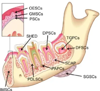 Figura 5 - Potenciais fontes de células estaminais pós-natais na cavidade oral (adaptado de Hargreaves et  al., 2013).
