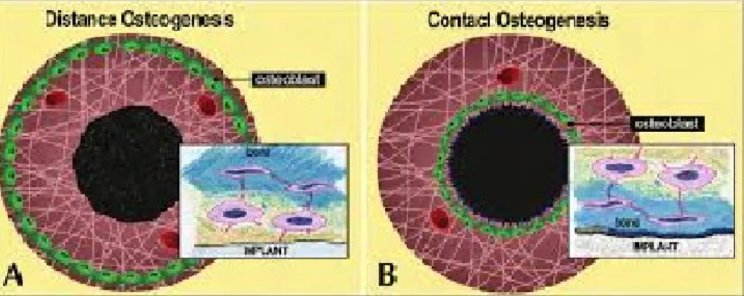 Figure   1:  Drawings   to   show   the   initiation   of   distance   osteogenesis   (A)   and   contact osteogenesis (B) where differentiating osteogenic cells line either the old bone or implant surface   respectively