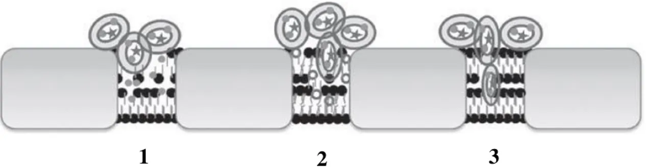 Ilustração 8: Principais mecanismos de acção dos etossomas (adaptado de Pathak e Thassu,  2009)