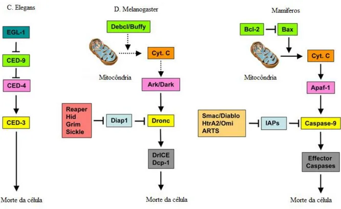 Figura  2  –  Sequência  de  sinalização  apoptótica  nas  espécies  C.  elegans,  D. 