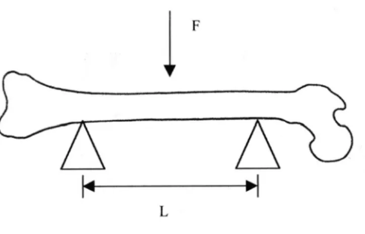 FIGURA 1. Vista esquemática do teste de flexão de três pontos. L: distância entre  barras (13 mm), F: forca perpendicular no ponto medial do fêmur