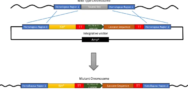 Figure 9 - Schematic representation of the double homologous recombination event. Km R  - gene conferring Kanamycin  resistance; ; Amp R  - gene conferring ampicillin resistance; TT – transcription double terminator; 