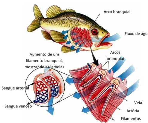 FIGURA 4. Esquema do sistema respiratório de peixes teleósteos. (adaptada de CAMPBELL et  al., 2008)