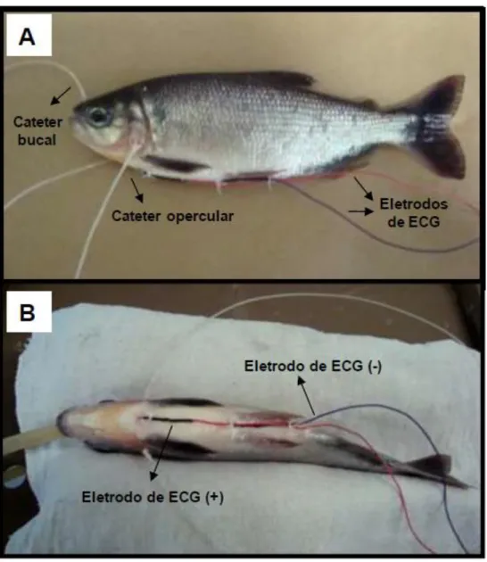 Figura 1 - Fotos mostrando em A: a posição de inserção dos cateteres de polietileno da boca e  dos  opérculos  e,  em  B:  os  eletrodos  de  ECG  positivo  e  negativo  em  matrinxã,  Brycon  amazonicus