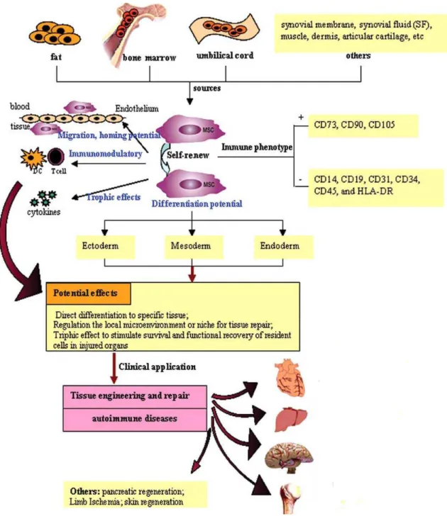 Figura 5. Características biológicas e aplicações clinicas das MSCs (SI et al., 2011) 