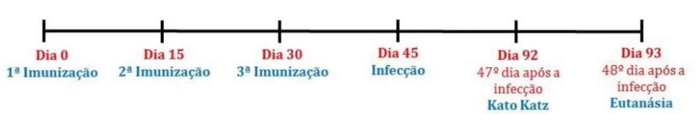 Figura 14 - Protocolo de imunização e delineamento experimental. 