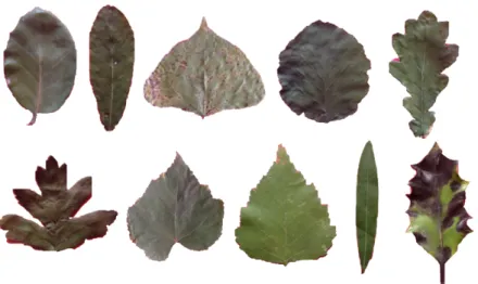 Figure 2.2: Example of different leaf shapes (10 classes).