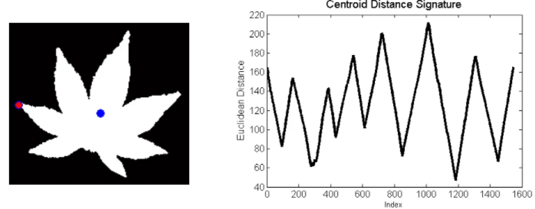 Figure 2.8 illustrates this concept using a binary image of a specimen of acer palmatum.