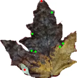 Figure 2.9: Problem of self-intersection in a leaf of populus alba.