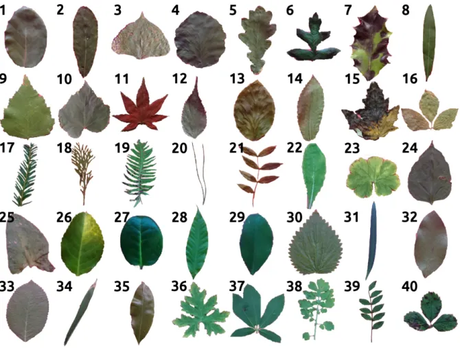 Figure 3.4 provides an overview of the aspect of the different leaves considered and Table 3.1 synthesizes the information on plant species and number of specimens.
